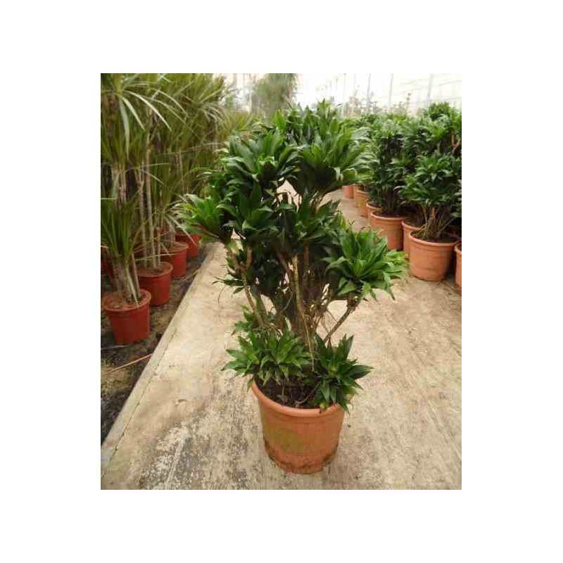 Dracaena deremensis 'Compacta'