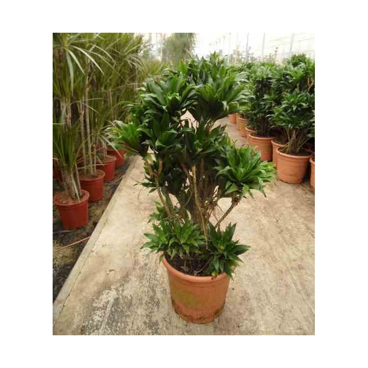 Dracaena deremensis 'Compacta'