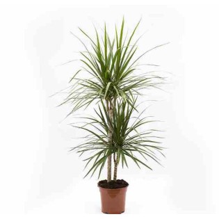 Dracaena marginata Dragonnier 'Vert'