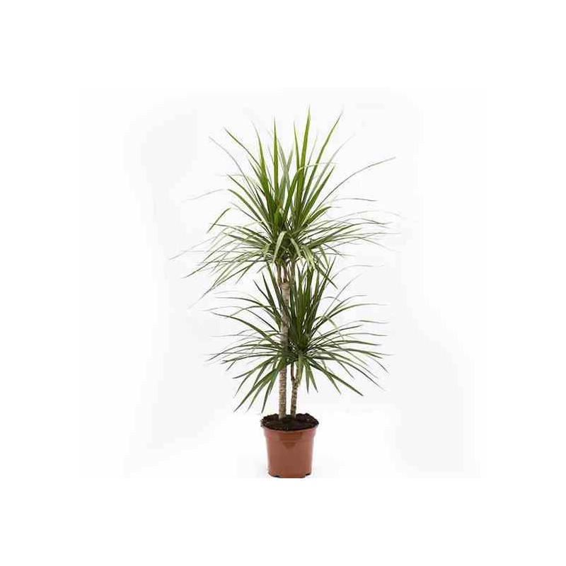 Dracaena marginata Dragonnier 'Vert'