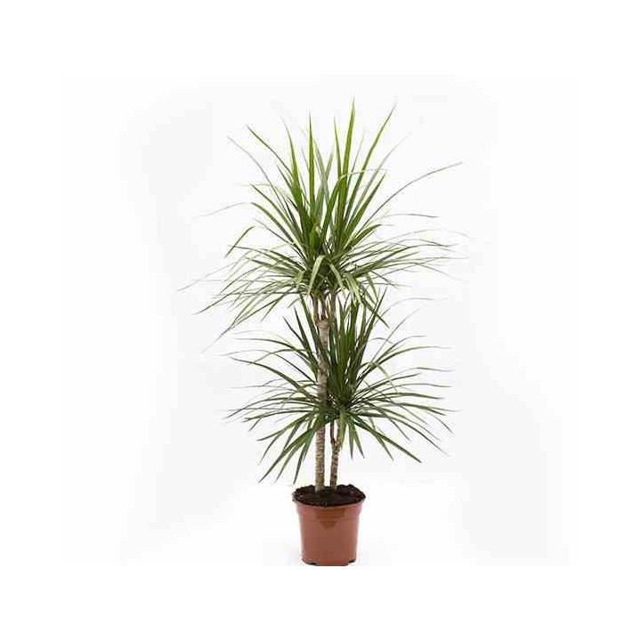 Dracaena marginata Dragonnier 'Vert'