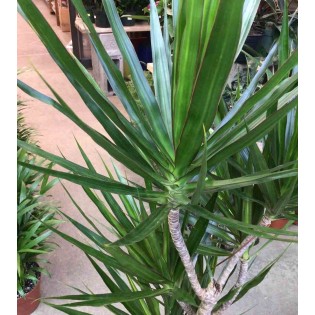 Dracaena marginata 'Vert' (dragonnier)