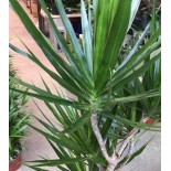 Dracaena marginata 'Vert' (dragonnier)