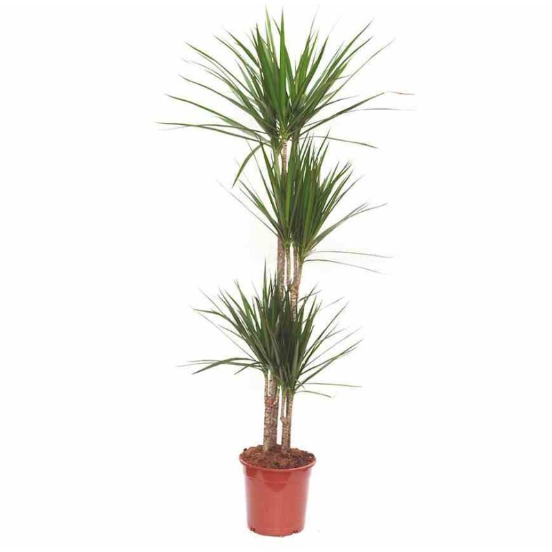 Dracaena marginata Dragonnier 'Vert'