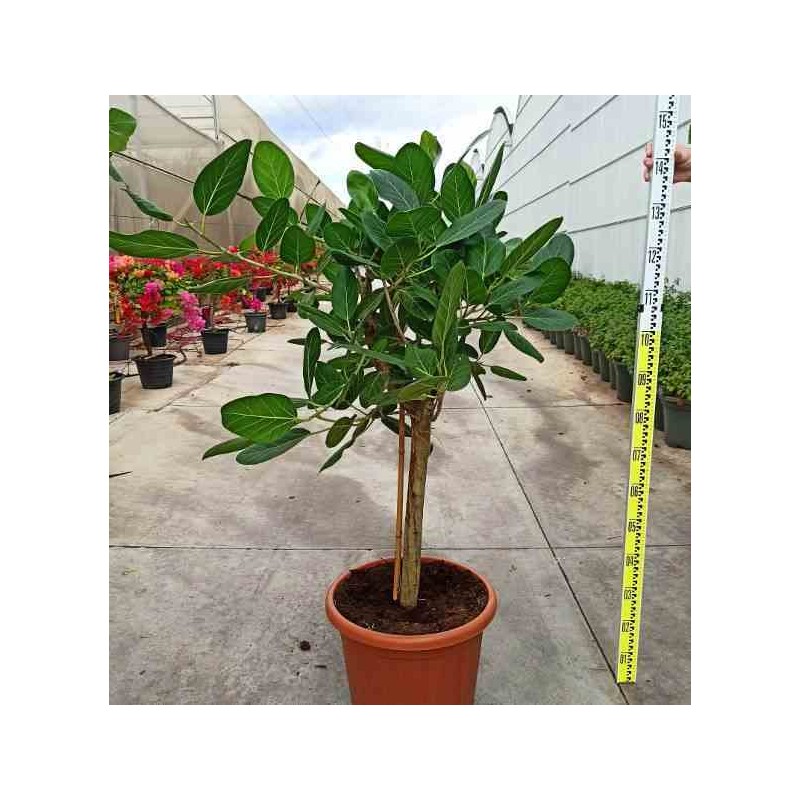 Ficus benghalensis 'Audrey' (Figuier des Banyans 'Audrey')