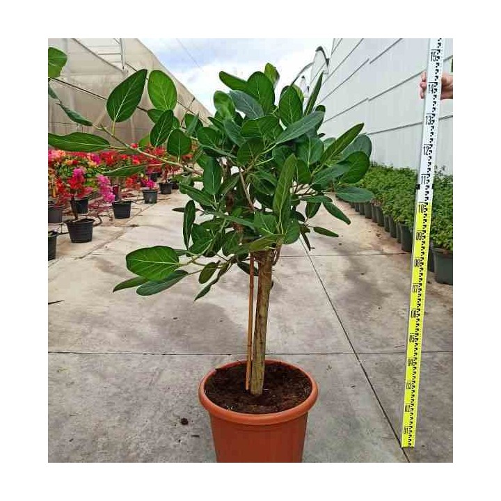 Ficus benghalensis 'Audrey' (Figuier des Banyans 'Audrey')