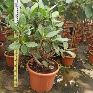 Ficus benghalensis 'Audrey' Figuier des Banyans 'Audrey'