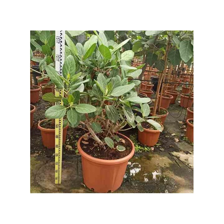 Ficus benghalensis 'Audrey' Figuier des Banyans 'Audrey'