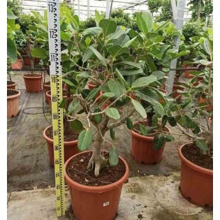 Ficus benghalensis 'Audrey' Figuier des Banyans 'Audrey'