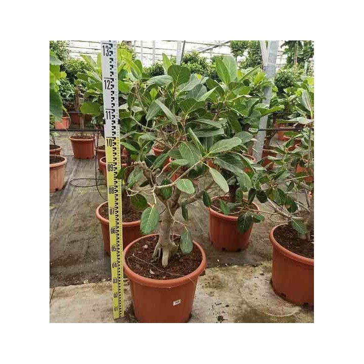 Ficus benghalensis 'Audrey' Figuier des Banyans 'Audrey'