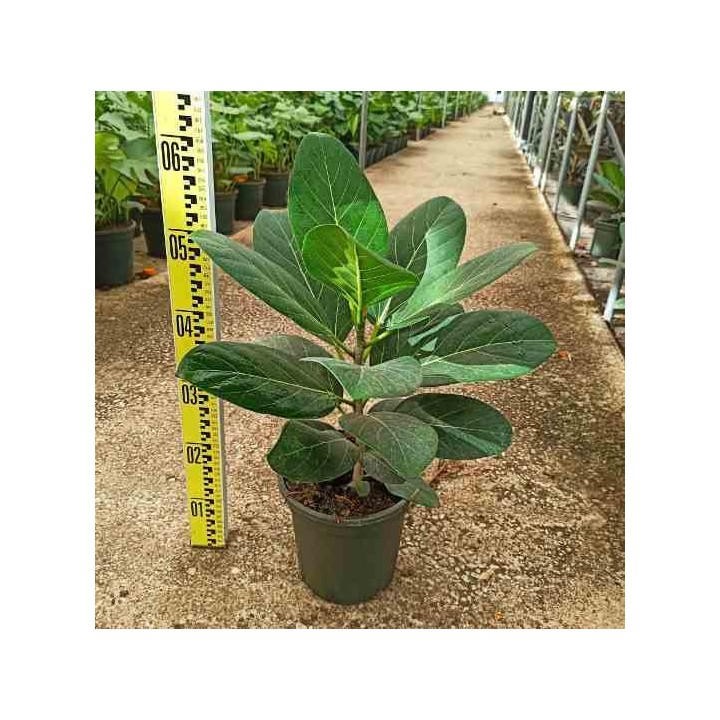 Ficus benghalensis 'Audrey' Figuier des Banyans 'Audrey'