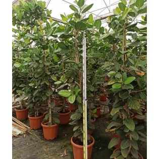 Ficus benghalensis 'Audrey' Figuier des Banyans 'Audrey'