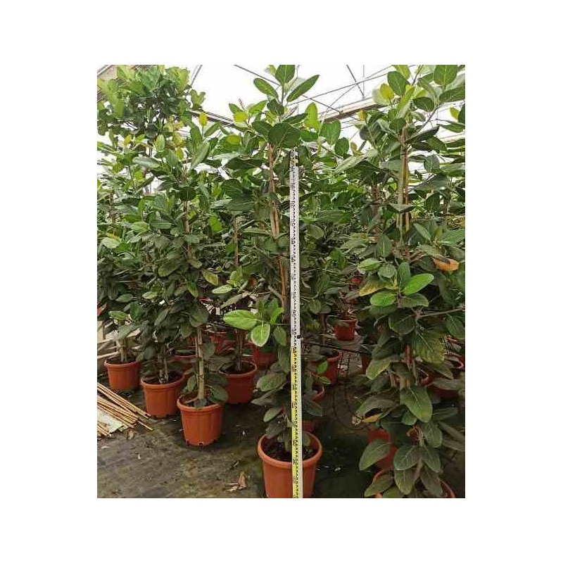 Ficus benghalensis 'Audrey' Figuier des Banyans 'Audrey'