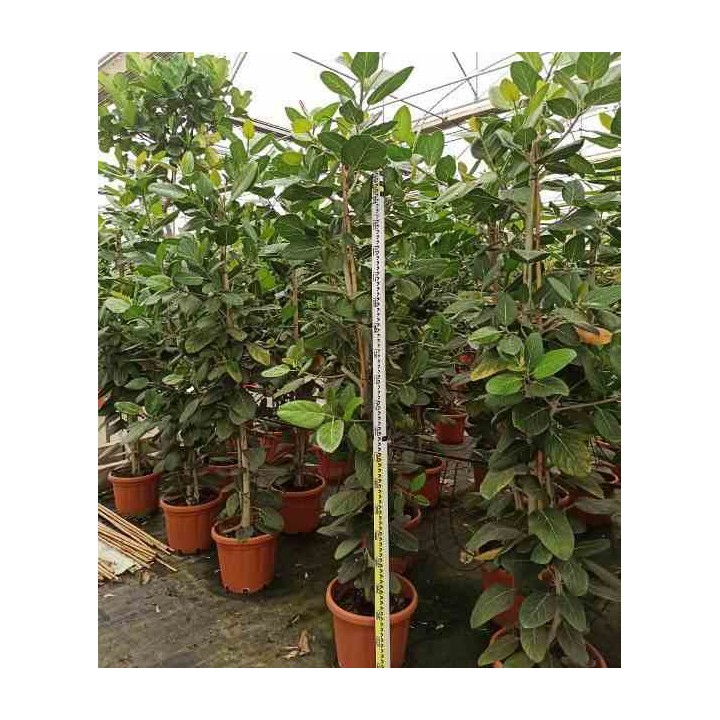 Ficus benghalensis 'Audrey' Figuier des Banyans 'Audrey'