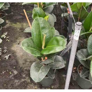 Ficus elastica 'Robusta' Caoutchouc