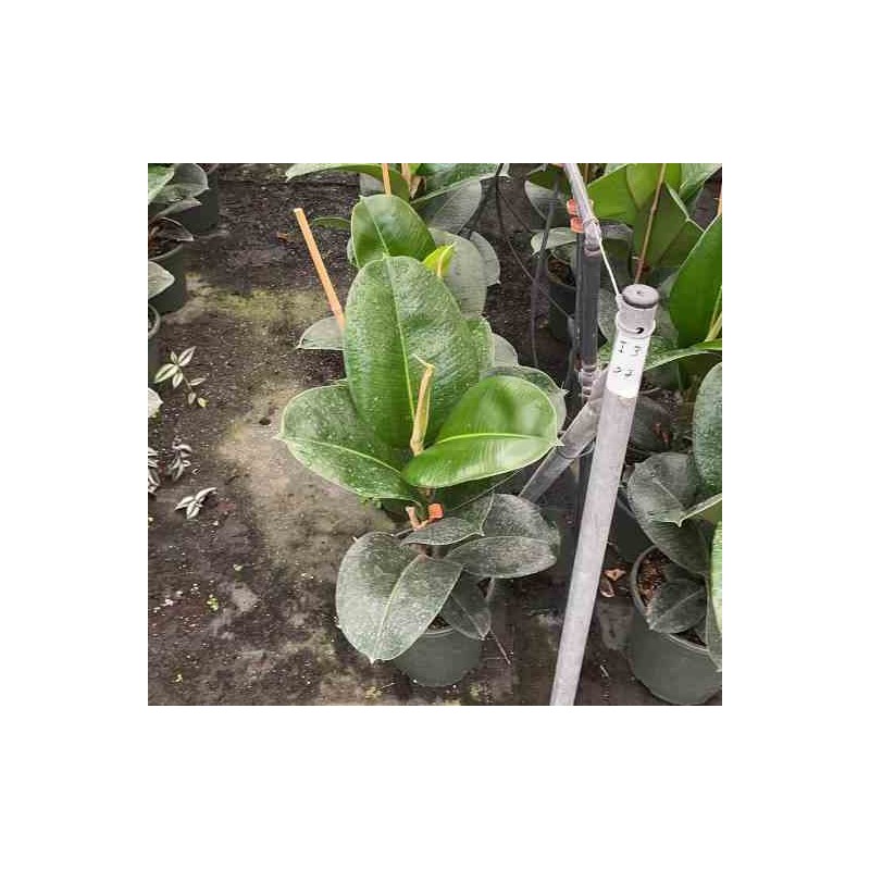 Ficus elastica 'Robusta' Caoutchouc