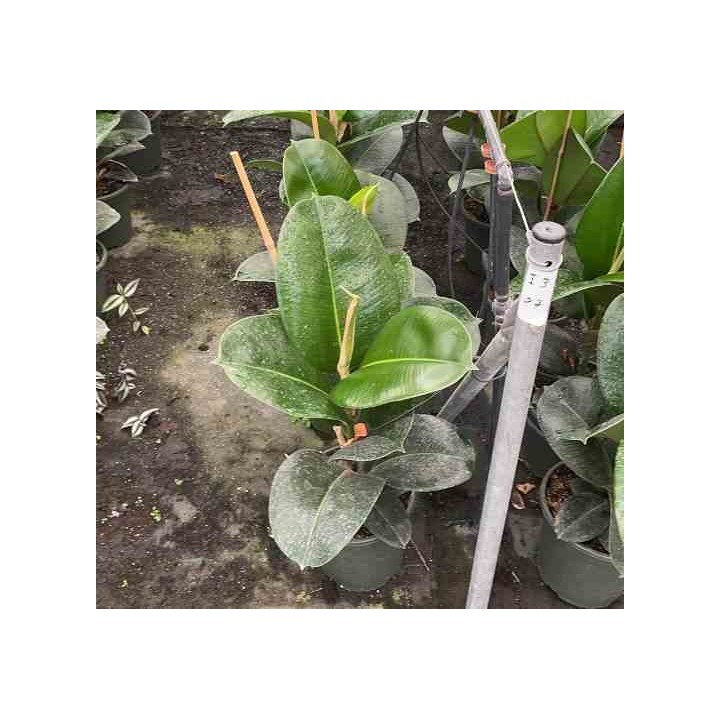 Ficus elastica 'Robusta' Caoutchouc