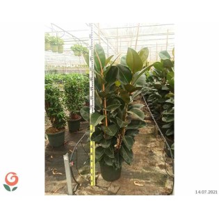 Ficus elastica 'Robusta' Caoutchouc
