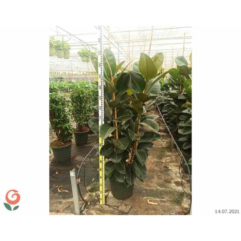 Ficus elastica 'Robusta' Caoutchouc