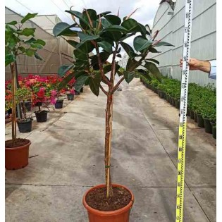 Ficus elastica 'Robusta' Caoutchouc
