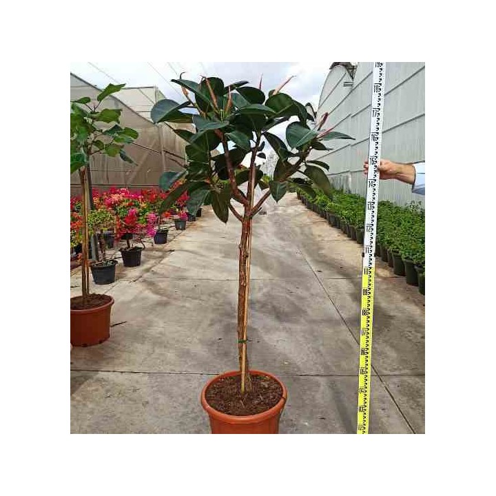 Ficus elastica 'Robusta' Caoutchouc