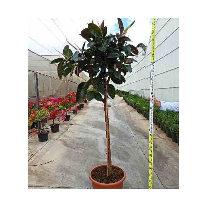 Ficus elastica 'Robusta' Caoutchouc