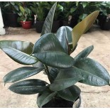Ficus elastica 'Robusta' (Caoutchouc)