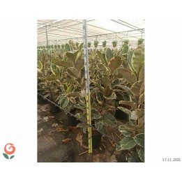 Ficus elastica 'Tineke' Caoutchouc panaché