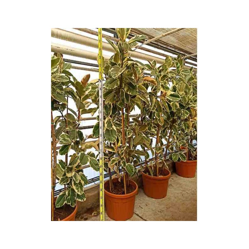 Ficus elastica 'Tineke' Caoutchouc panaché
