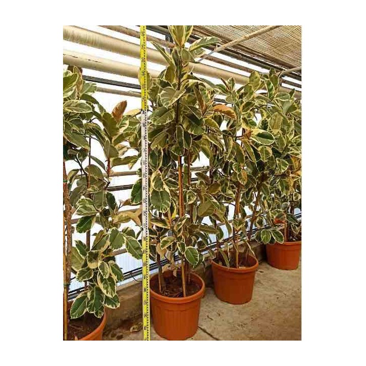 Ficus elastica 'Tineke' Caoutchouc panaché