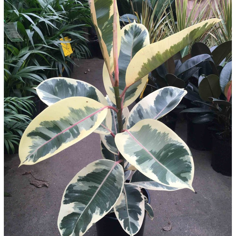 Ficus elastica 'Tineke' Caoutchouc panaché