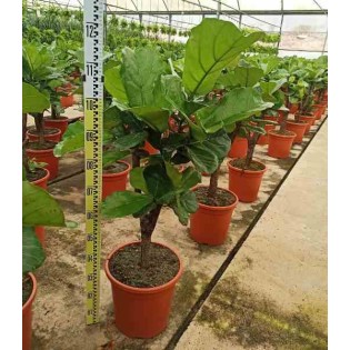 Ficus lyrata Ficus Lyre