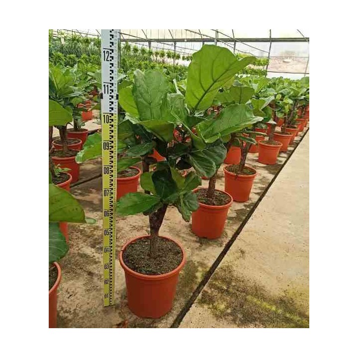 Ficus lyrata Ficus Lyre