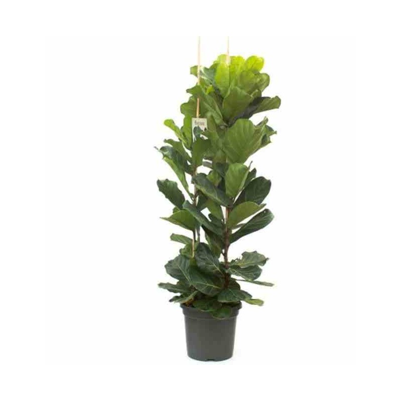 Ficus lyrata Ficus Lyre