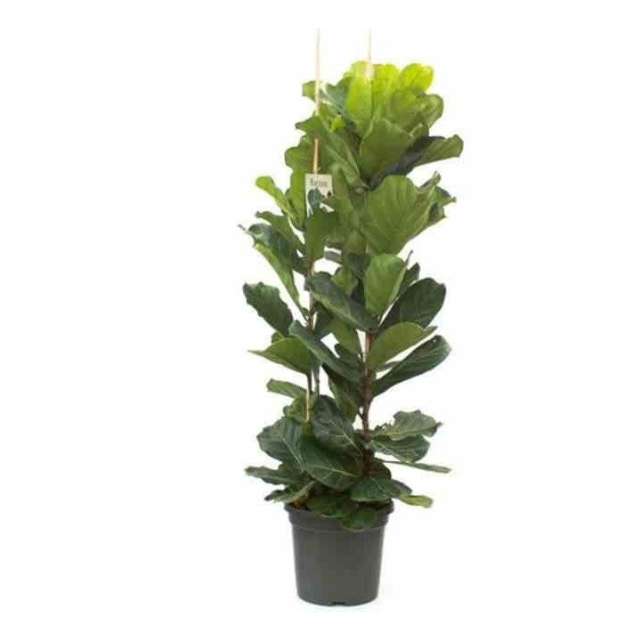 Ficus lyrata Ficus Lyre
