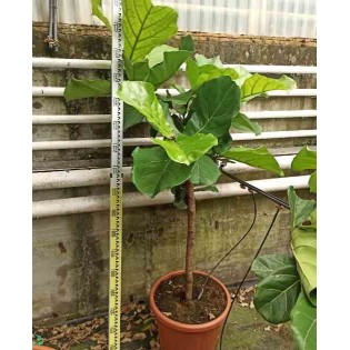 Ficus lyrata Ficus Lyre