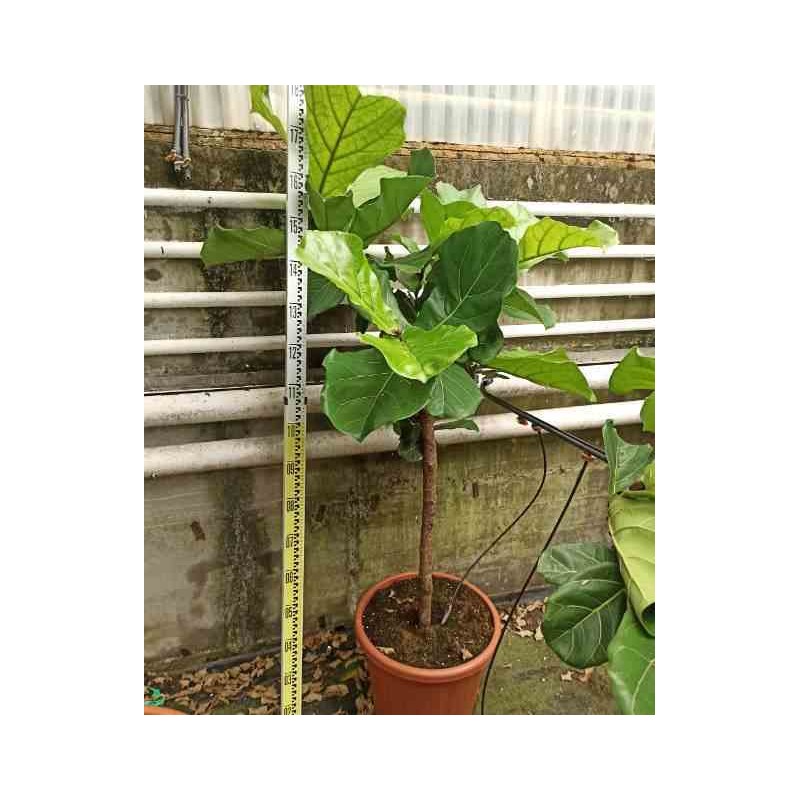 Ficus lyrata Ficus Lyre