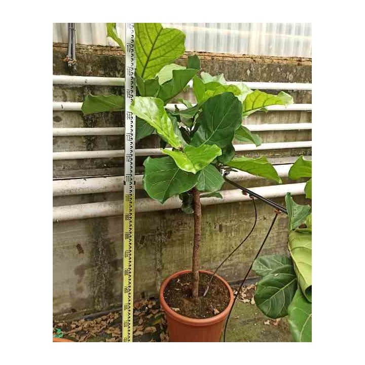 Ficus lyrata Ficus Lyre