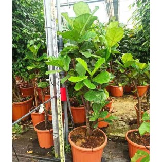 Ficus lyrata Ficus Lyre