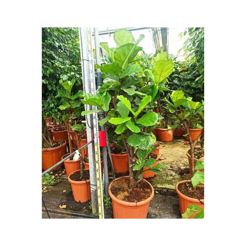 Ficus lyrata Ficus Lyre