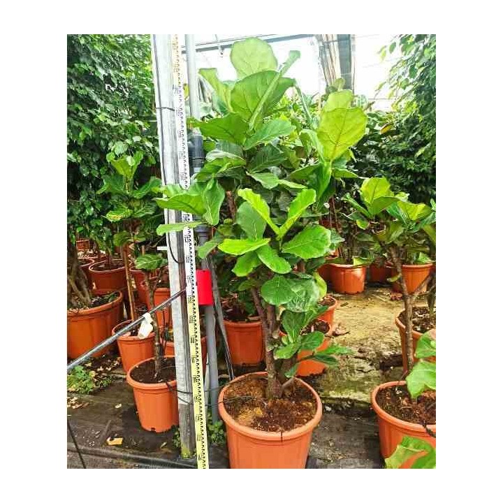 Ficus lyrata Ficus Lyre