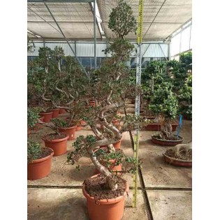 Ficus microcarpa 'Compacta'