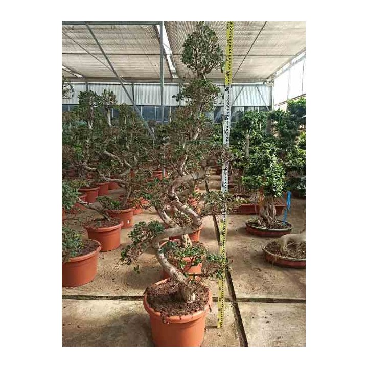 Ficus microcarpa 'Compacta'