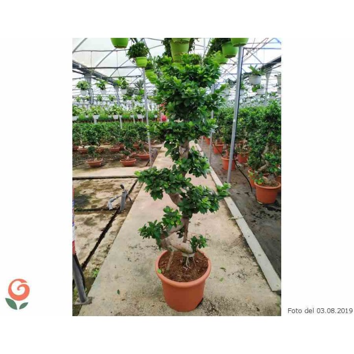 Ficus microcarpa 'Compacta'