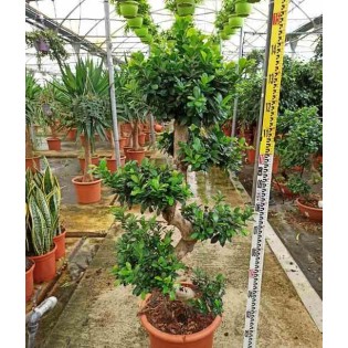 Ficus microcarpa 'Compacta'