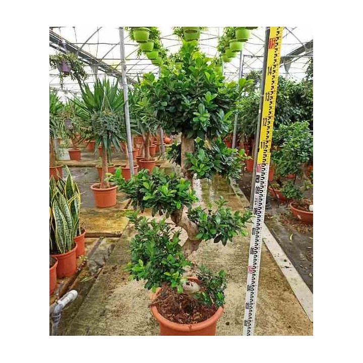 Ficus microcarpa 'Compacta'