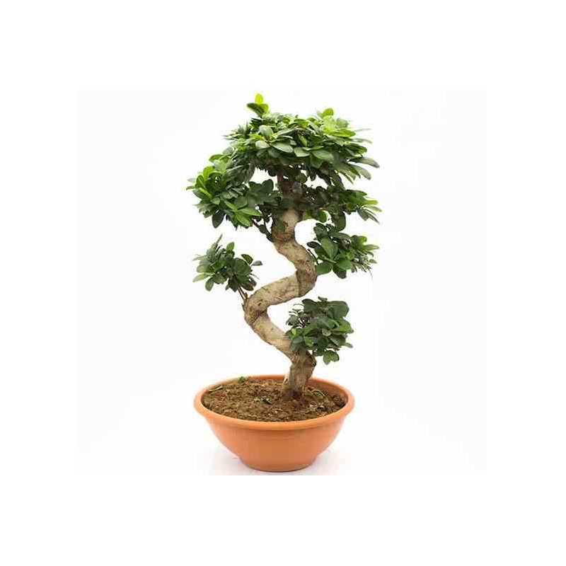 Ficus microcarpa 'Compacta'