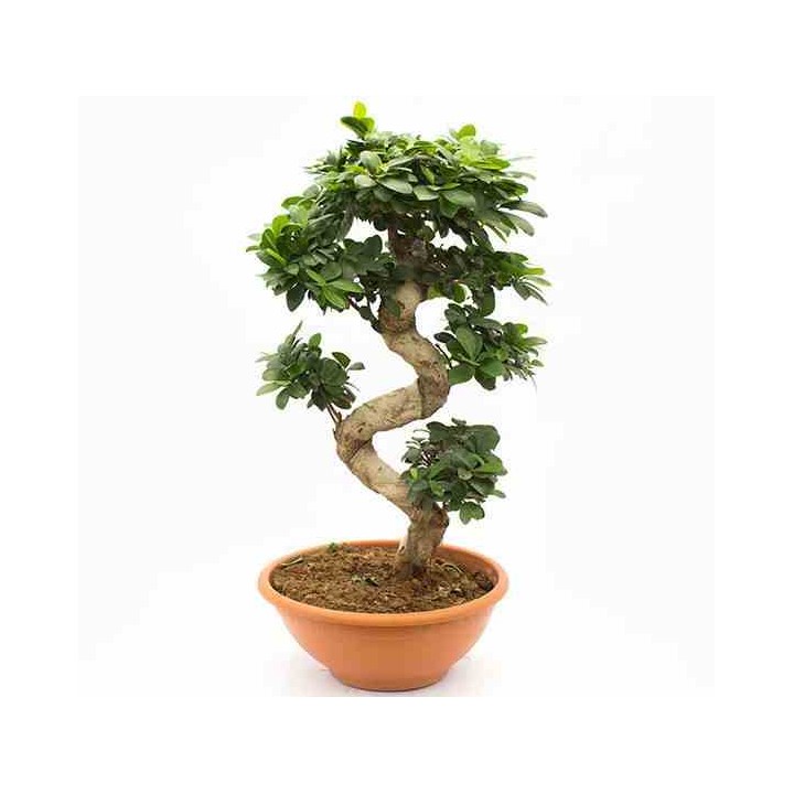 Ficus microcarpa 'Compacta'