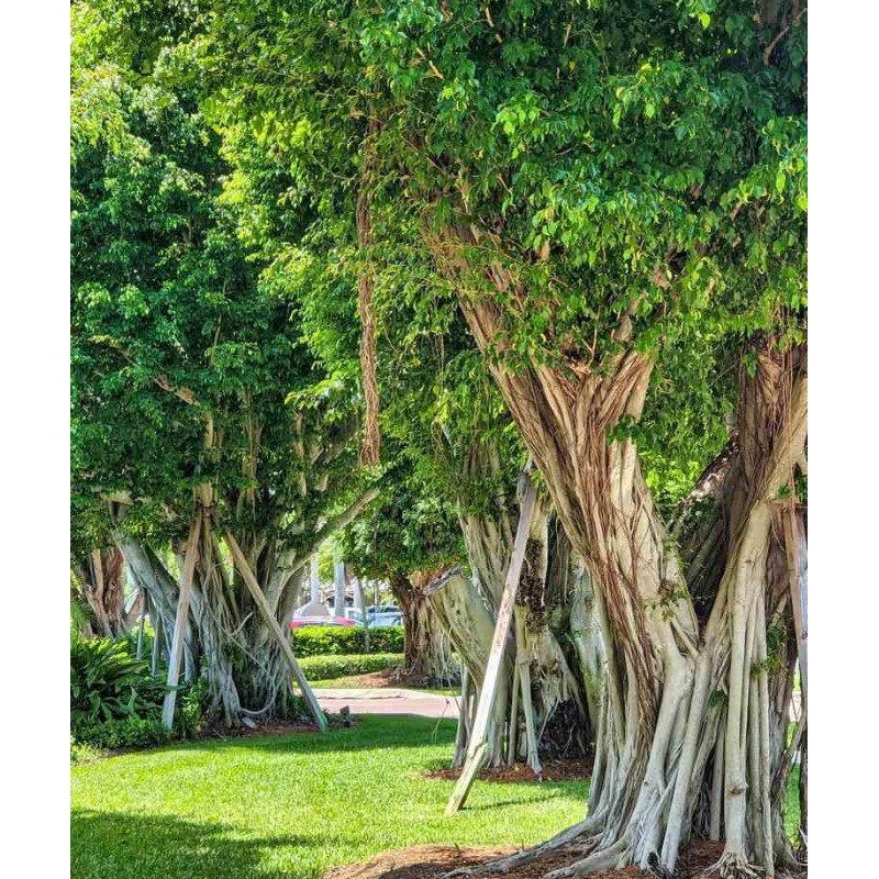 Ficus microcarpa 'Compacta'