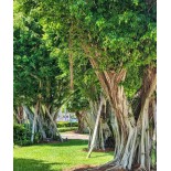 Ficus microcarpa 'Compacta'